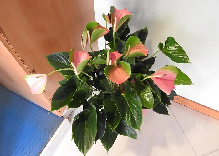 Centrale 3* Trebaseleghe