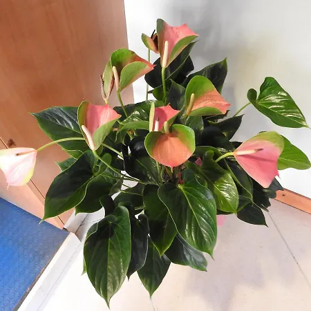 Centrale 3* Trebaseleghe